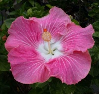 Tahitian_Pink_Beauty2RJ_31-12-04